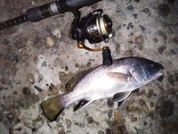 Вечер эмоций: бычки и скорпены, вихри ставриды и сход горбыля у берега