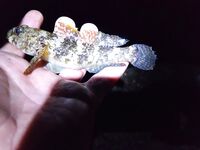 Вечер эмоций: бычки и скорпены, вихри ставриды и сход горбыля у берега