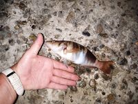 Вечер эмоций: бычки и скорпены, вихри ставриды и сход горбыля у берега