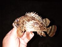 Вечер эмоций: бычки и скорпены, вихри ставриды и сход горбыля у берега