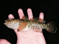 Сочи, Мамайка: MARUKYU ISOME, отводной и первый горбылёнок — отпуск удался