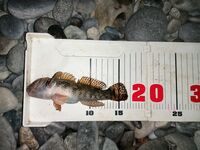 Сочи, Мамайка: MARUKYU ISOME, отводной и первый горбылёнок — отпуск удался