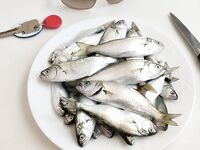 Ключ к ставриде найден: 1,5 часа пусто, потом за 30 минут — 35 штук приличного размера