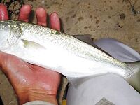 Луфарь и ставрида в одном кадре: короткая заметка по вечерним выходам