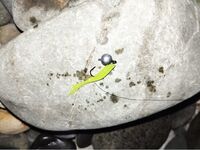 Адлер — первые шаги: джиг, пилькеры и бомбарда; ищу саргана и снижаю зацепы