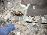 Адлер — первые шаги: джиг, пилькеры и бомбарда; ищу саргана и снижаю зацепы