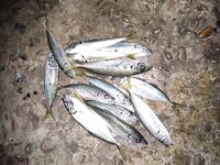 Трудовой вечер: горбыль молчит, сарган скачет, ставридку уговаривал микрухой