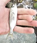 Имеретинка под грозой: десяток мелких луфарей, одна ставрида и спринт до укрытия