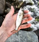 Имеретинка под грозой: десяток мелких луфарей, одна ставрида и спринт до укрытия