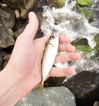 Имеретинка под грозой: десяток мелких луфарей, одна ставрида и спринт до укрытия