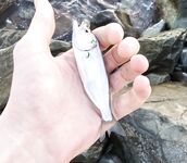 Имеретинка после урагана: мутная взвесь, два луфаря днём и полутора десятка ставрид