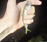 Имеретинка после урагана: мутная взвесь, два луфаря днём и полутора десятка ставрид