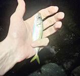 Имеретинка после урагана: мутная взвесь, два луфаря днём и полутора десятка ставрид