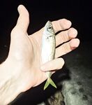 Имеретинка после урагана: мутная взвесь, два луфаря днём и полутора десятка ставрид