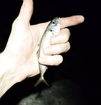 Имеретинка после урагана: мутная взвесь, два луфаря днём и полутора десятка ставрид