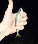 Имеретинка после урагана: мутная взвесь, два луфаря днём и полутора десятка ставрид