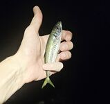 Имеретинка после урагана: мутная взвесь, два луфаря днём и полутора десятка ставрид