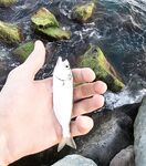 Имеретинка: мелкий накат, два луфаря на старте и ставрида с «отдай спиннинг»