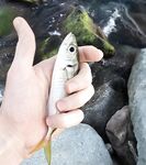 Имеретинка: мелкий накат, два луфаря на старте и ставрида с «отдай спиннинг»