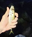 Имеретинка: мелкий накат, два луфаря на старте и ставрида с «отдай спиннинг»