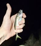 Имеретинка: мелкий накат, два луфаря на старте и ставрида с «отдай спиннинг»