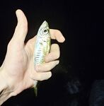 Имеретинка: мелкий накат, два луфаря на старте и ставрида с «отдай спиннинг»