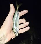 Имеретинка: мелкий накат, два луфаря на старте и ставрида с «отдай спиннинг»