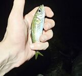 Имеретинка: мелкий накат, два луфаря на старте и ставрида с «отдай спиннинг»