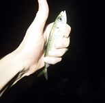 Имеретинка: мелкий накат, два луфаря на старте и ставрида с «отдай спиннинг»