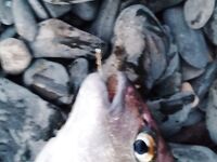 Бомбарда 20 г и нереис: луфарь под дождь, сарган мелкий — морская рыбалка в шторм