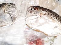 Перед отъездом добрал пару рыб — фиксация приманки и глубины для повторения