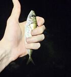 Имеретинка: шквальный ветер к закату, затем ровная ставрида и бонусный ерш