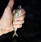 Имеретинка: шквальный ветер к закату, затем ровная ставрида и бонусный ерш