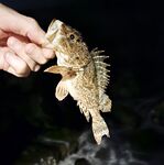 Имеретинка: шквальный ветер к закату, затем ровная ставрида и бонусный ерш