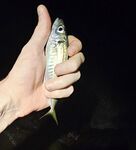 Имеретинка: шквальный ветер к закату, затем ровная ставрида и бонусный ерш