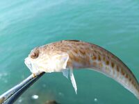 Луфарь на выбросе и осторожный сарган: морская рыбалка на Чёрном море после мути