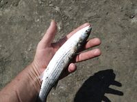 Луфарь на выбросе и осторожный сарган: морская рыбалка на Чёрном море после мути