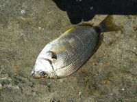 Луфарь на выбросе и осторожный сарган: морская рыбалка на Чёрном море после мути