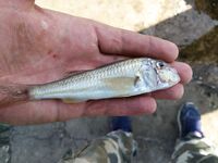 Луфарь на выбросе и осторожный сарган: морская рыбалка на Чёрном море после мути