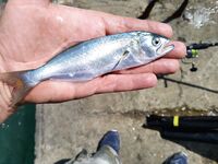 Луфарь на выбросе и осторожный сарган: морская рыбалка на Чёрном море после мути