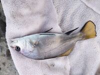 Проверка «злачных мест» с утра: мелкий луфарь, карась, ставрида на опарыша, горбыль отпущен