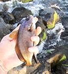 Вечером умеренный накат: детёныш горбыля стравил фрикцион, ставрида подходами, активный ерш в конце