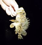 Вечером умеренный накат: детёныш горбыля стравил фрикцион, ставрида подходами, активный ерш в конце