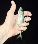 Вечером умеренный накат: детёныш горбыля стравил фрикцион, ставрида подходами, активный ерш в конце