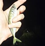 Вечером умеренный накат: детёныш горбыля стравил фрикцион, ставрида подходами, активный ерш в конце