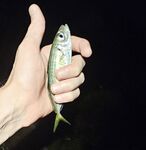 Вечером умеренный накат: детёныш горбыля стравил фрикцион, ставрида подходами, активный ерш в конце