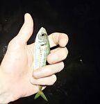 Вечером умеренный накат: детёныш горбыля стравил фрикцион, ставрида подходами, активный ерш в конце