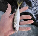 Вечером умеренный накат: детёныш горбыля стравил фрикцион, ставрида подходами, активный ерш в конце