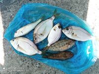 Новороссийск, августовский дебют: бычок и мелкая ставрида отпущены, карась дал мощные эмоции