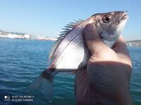 Новороссийск, августовский дебют: бычок и мелкая ставрида отпущены, карась дал мощные эмоции